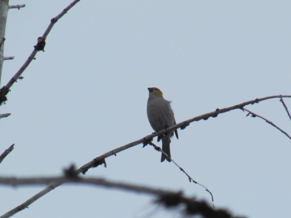 Pine Grosbeak - ML83590611