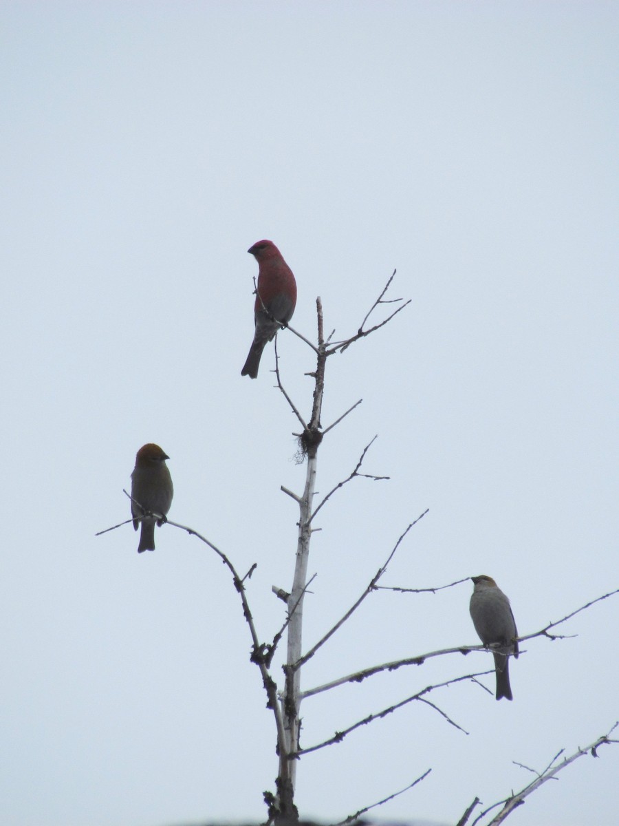 Pine Grosbeak - Adrian Hinkle