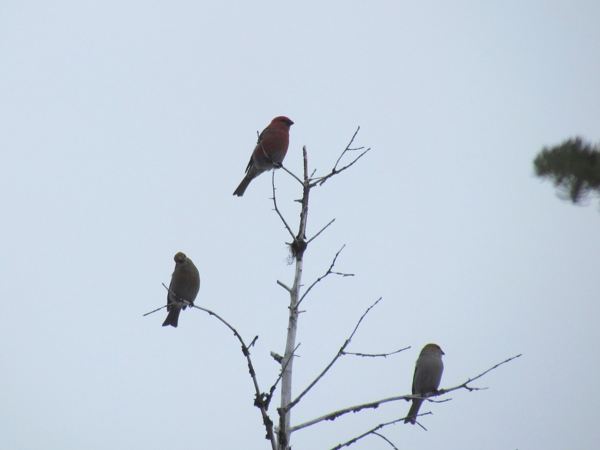 Pine Grosbeak - ML83590651