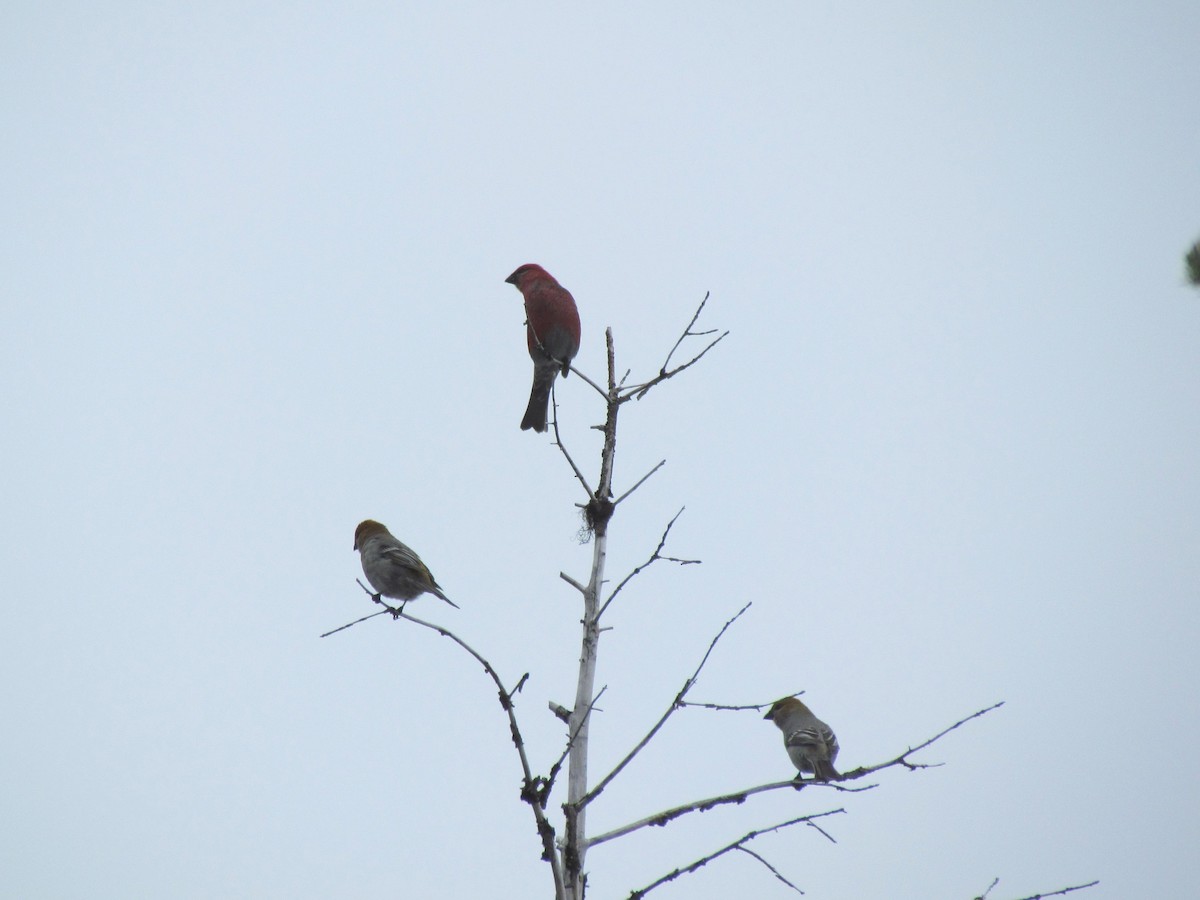 Pine Grosbeak - ML83590661