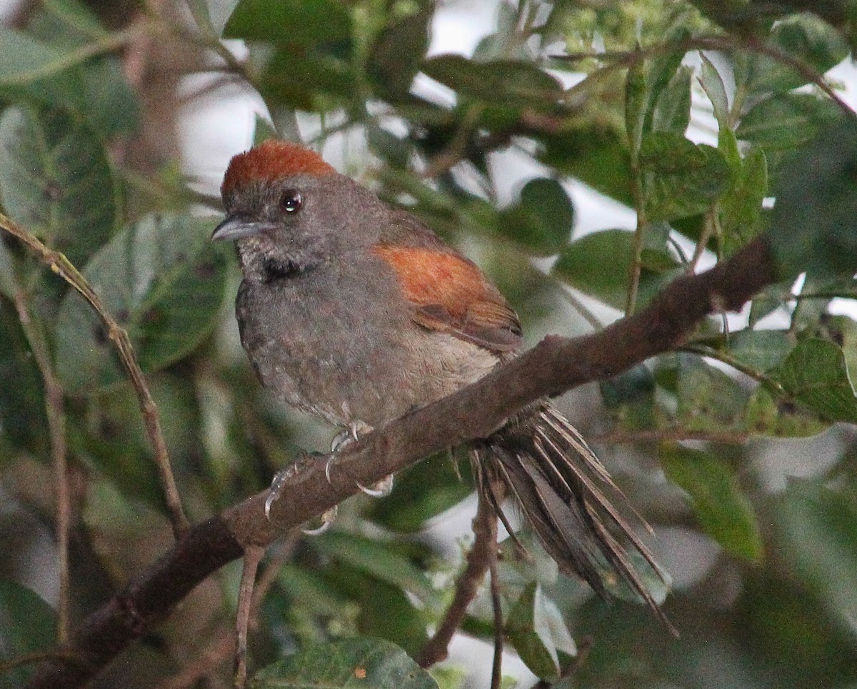 Cinereous-breasted Spinetail - ML83591411