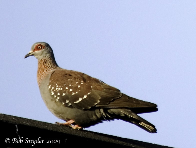 Speckled Pigeon - Robert Snyder