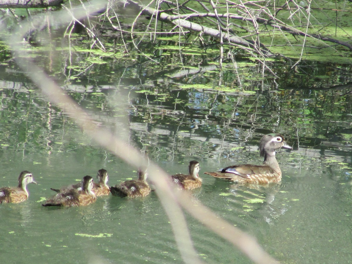 Wood Duck - ML83594561