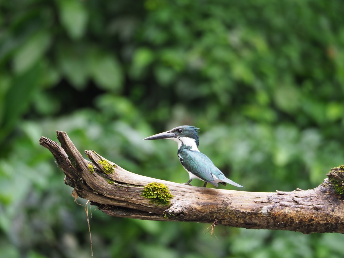 Amazon Kingfisher - ML83594691