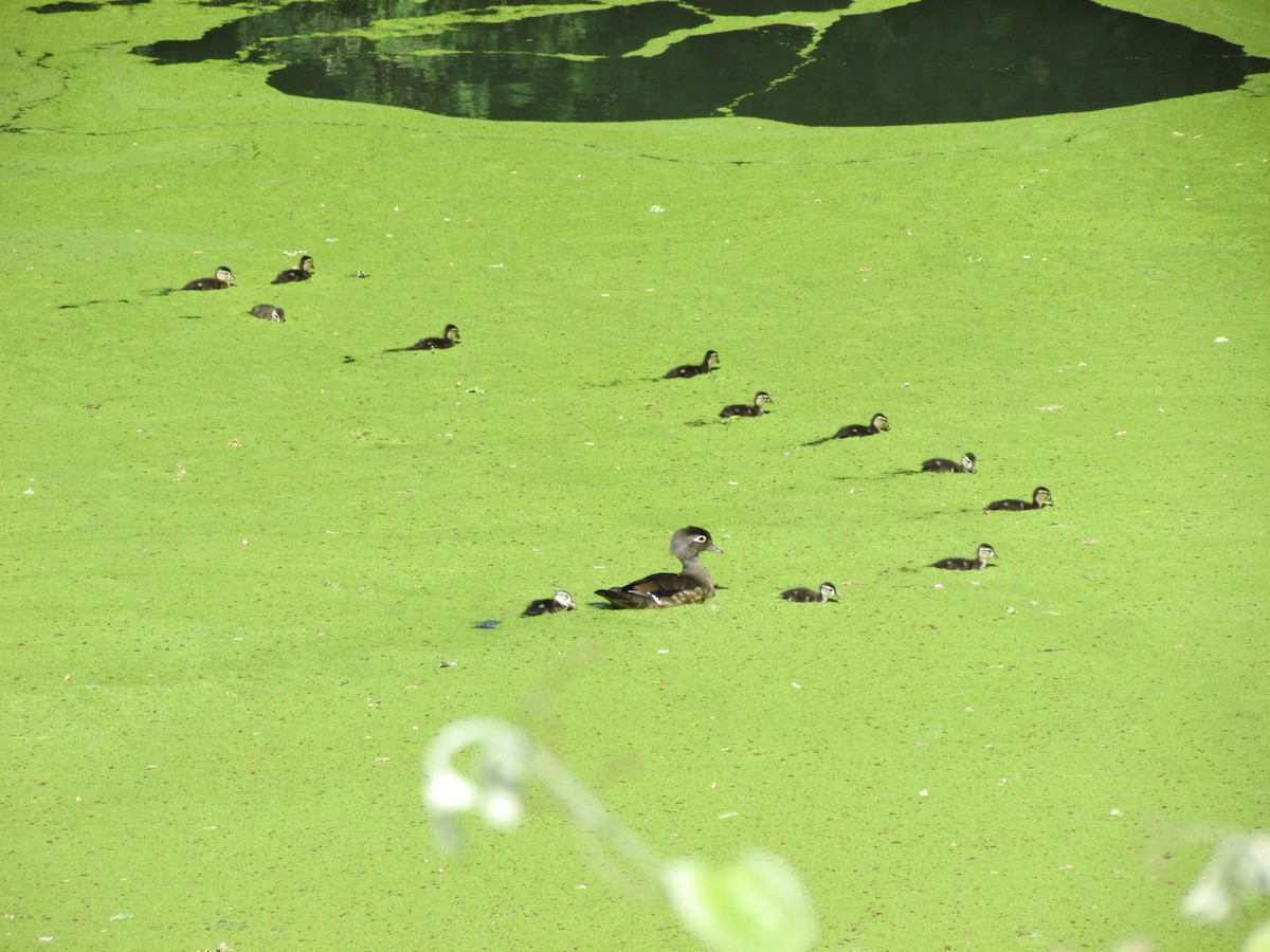 Wood Duck - ML83594841