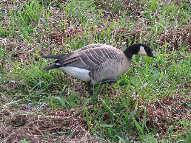 Cackling Goose - ML83596111