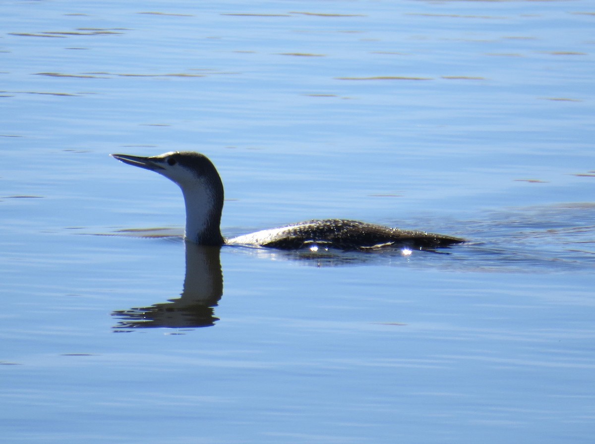 Red-throated Loon - David New