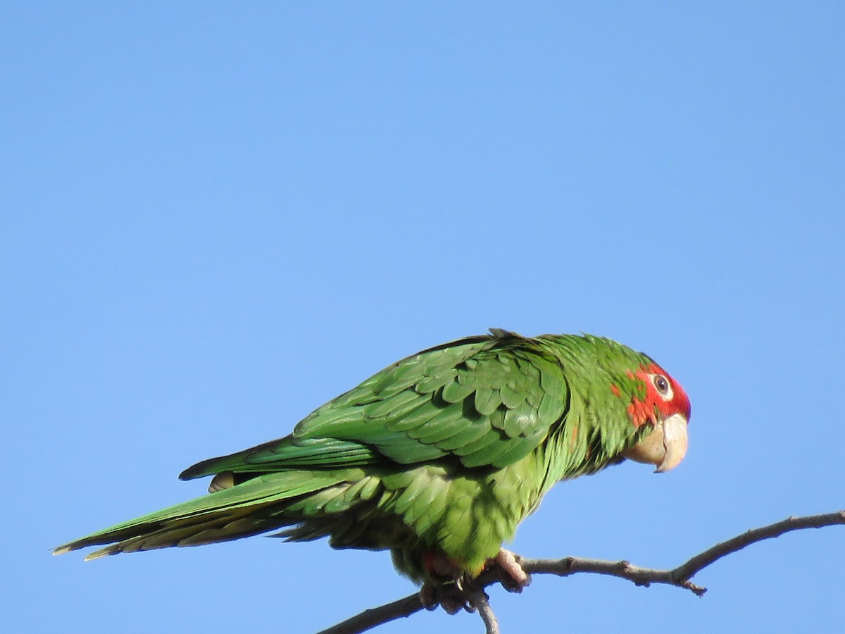 Mitred Parakeet - ML83596601