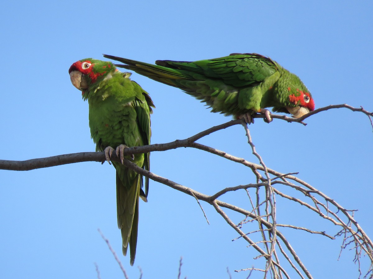 Mitred Parakeet - Thomas Hinnebusch