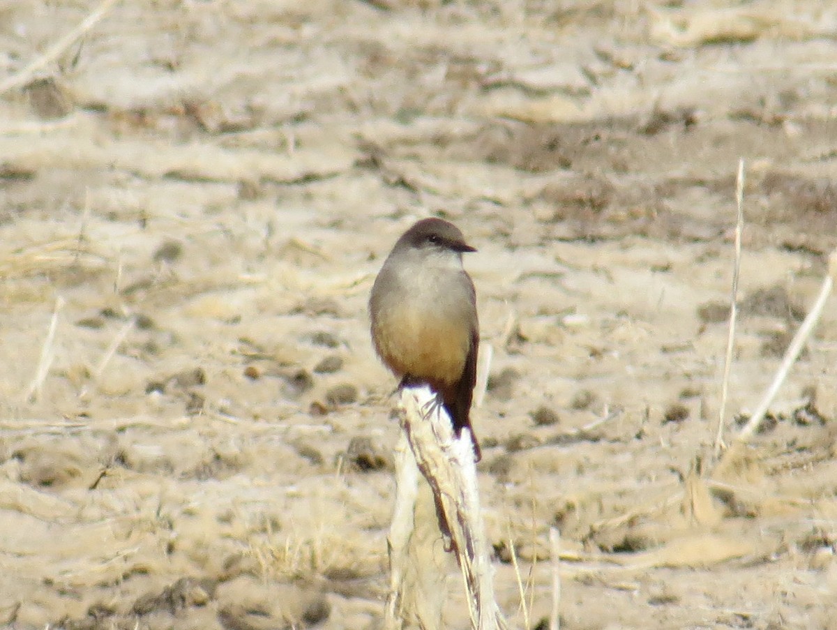 Say's Phoebe - David New