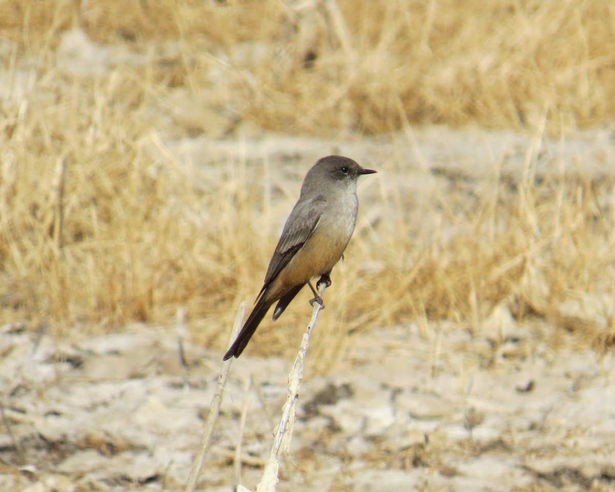 Say's Phoebe - David New