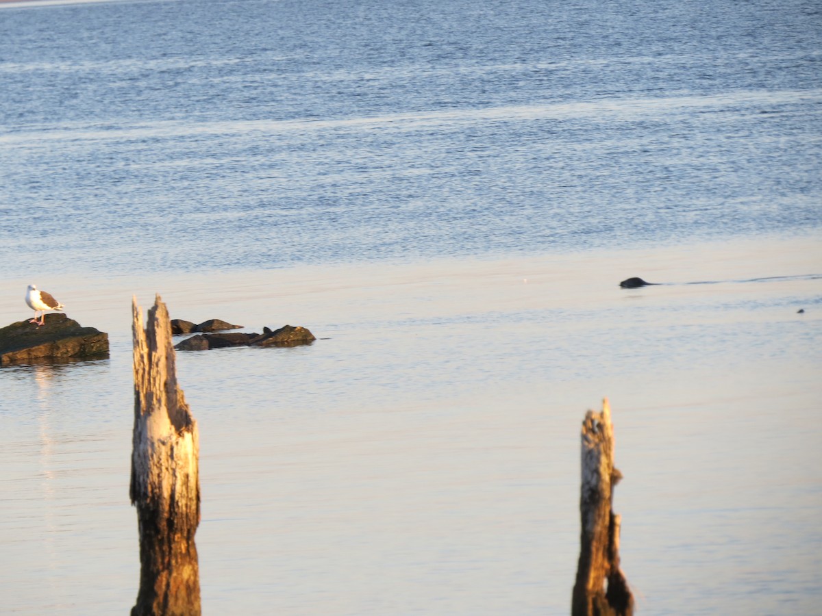 Great Black-backed Gull - ML83597991