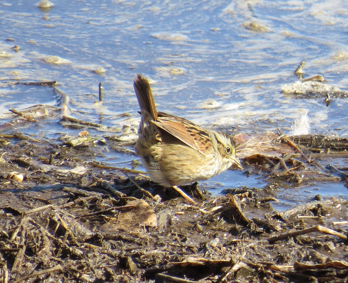 Swamp Sparrow - ML83598351