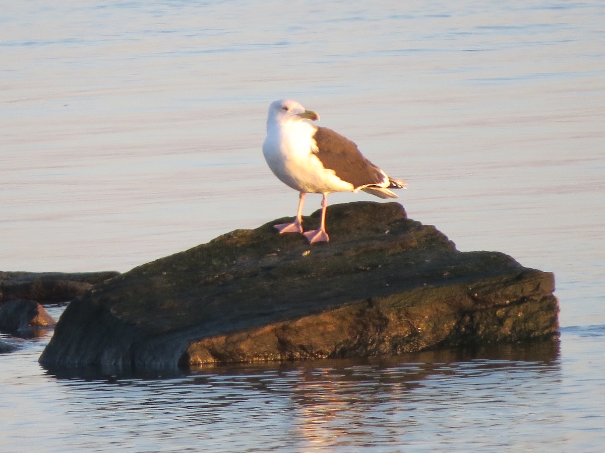 Great Black-backed Gull - Tom Preston