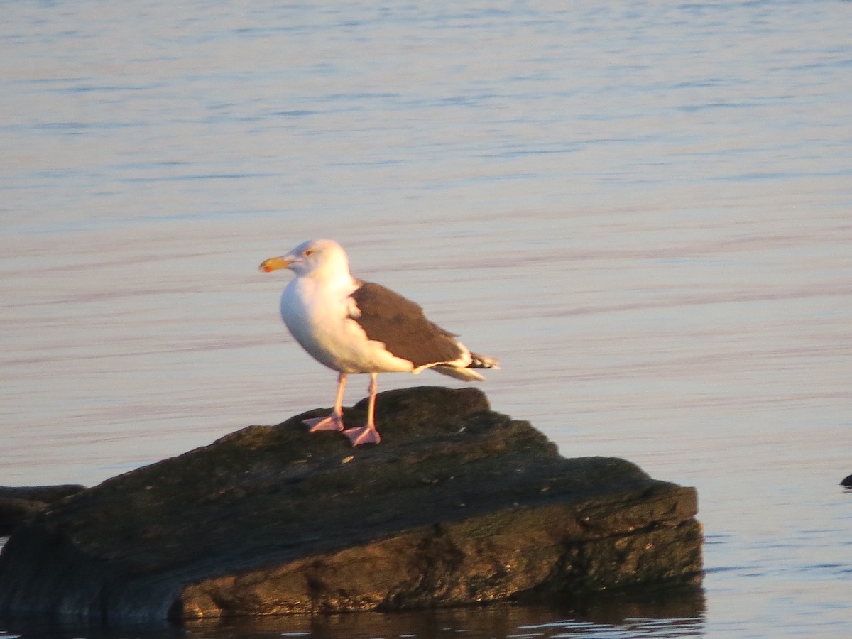 Great Black-backed Gull - ML83598891