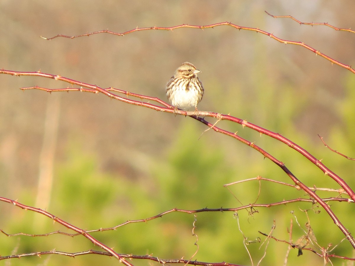 Song Sparrow - ML83599221