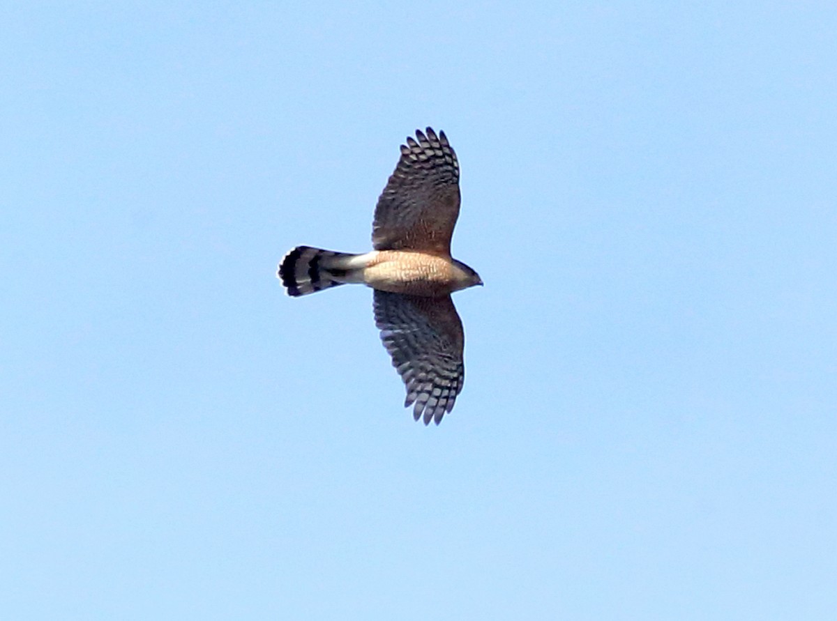 Cooper's Hawk - ML83600911