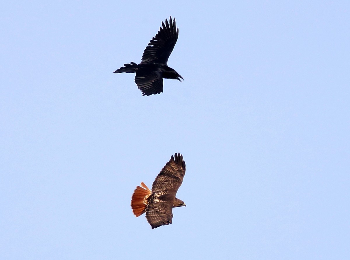 Common Raven - ML83601511