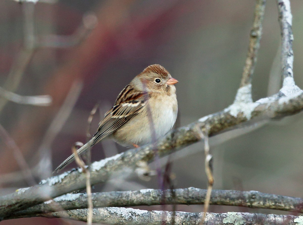 Field Sparrow - ML83601581