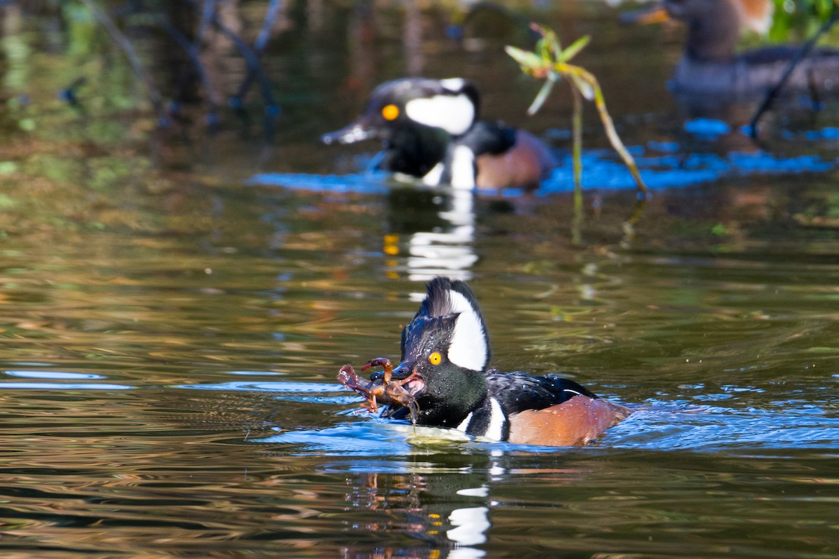 Hooded Merganser - ML83602331