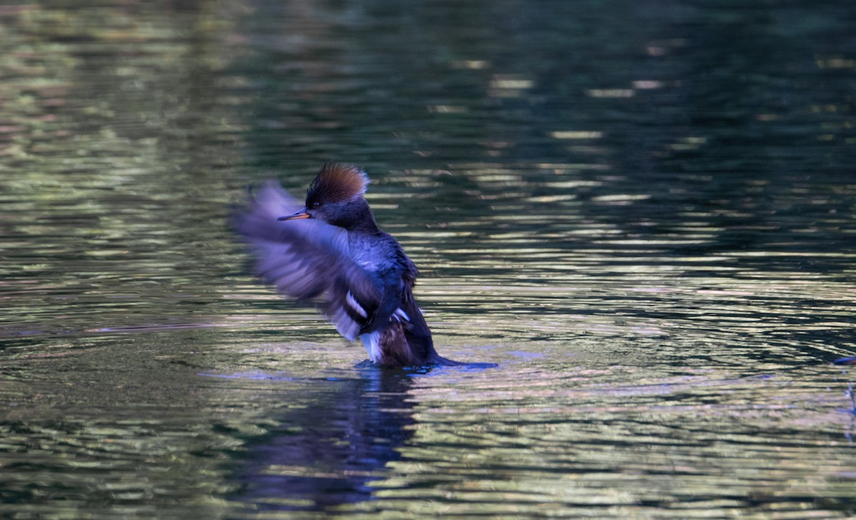 Hooded Merganser - ML83602361