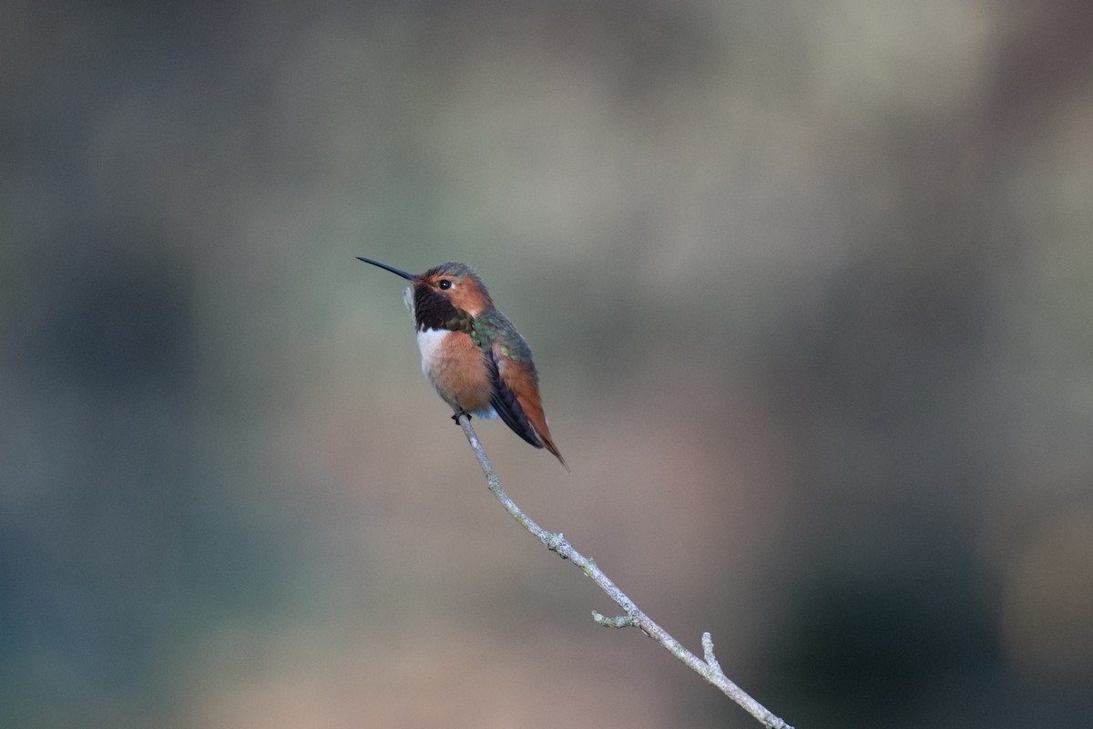 Allen's Hummingbird - ML83602421