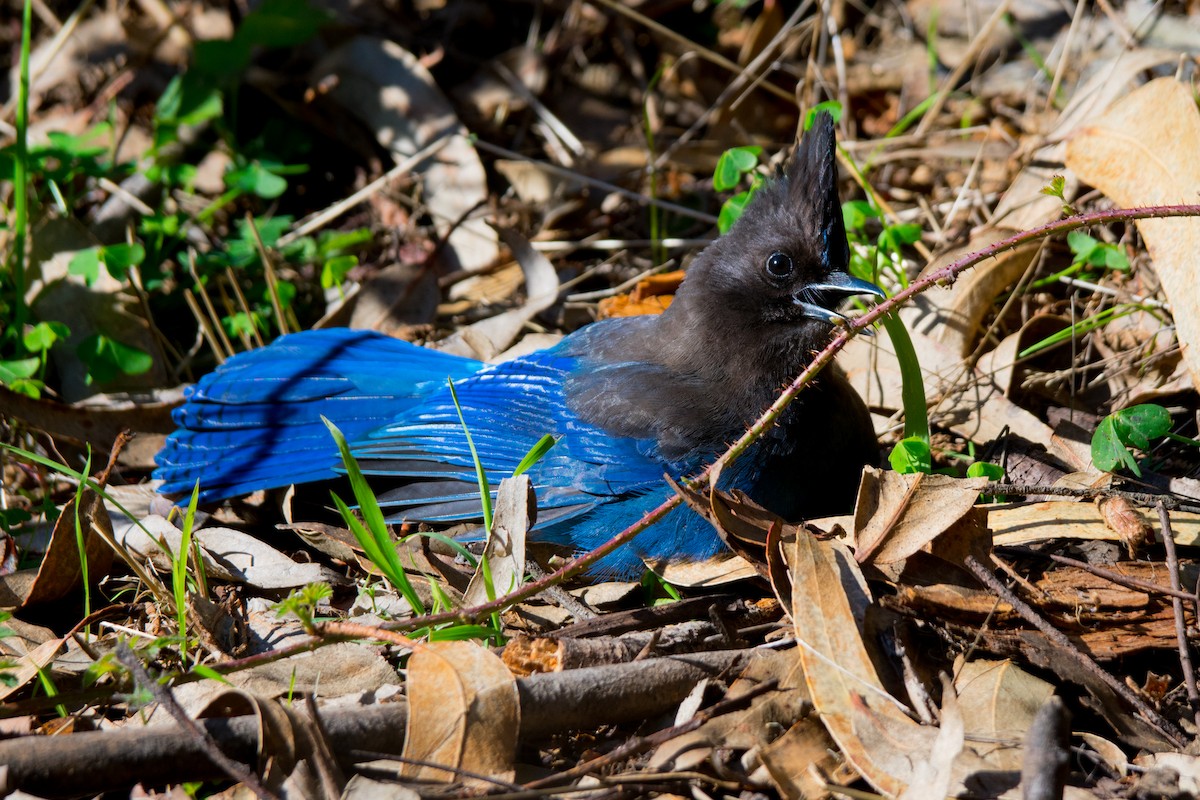 Steller's Jay - ML83602461