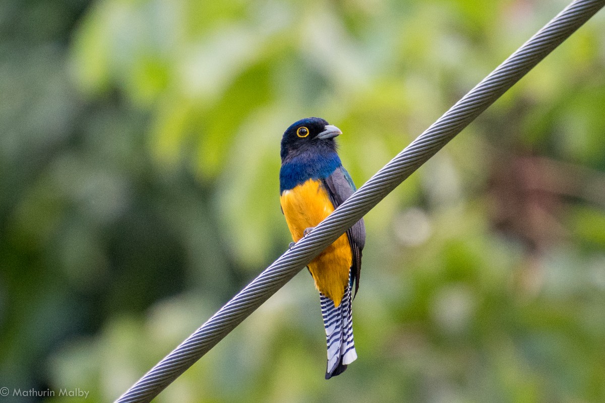 trogon guyanský - ML83603661