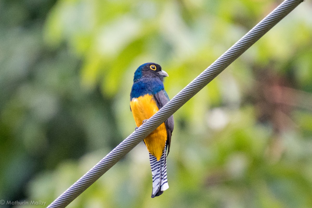 Guianan Trogon - ML83603671