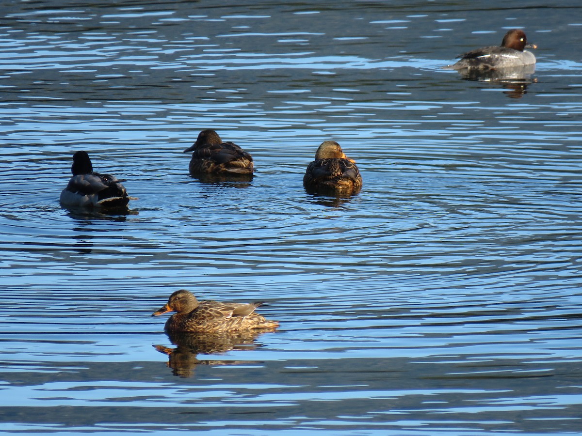 Common Goldeneye - ML83604111