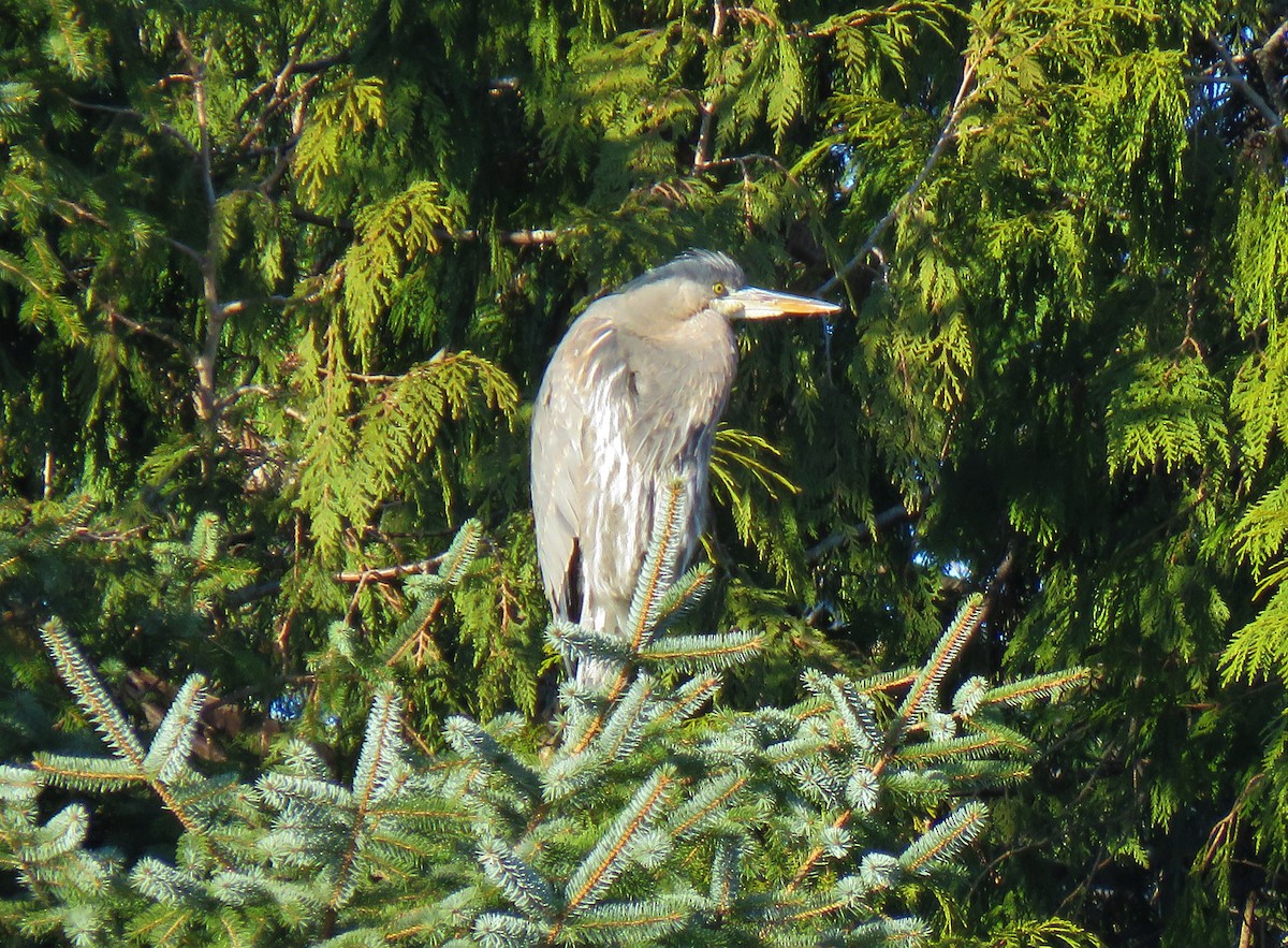 Great Blue Heron - ML83604811