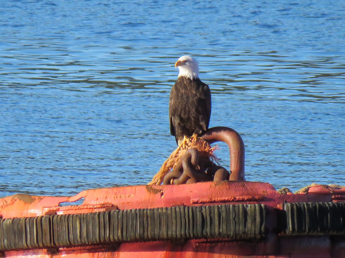 Bald Eagle - ML83605511