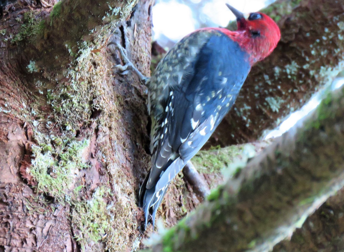 Red-breasted Sapsucker - Teresa Weismiller