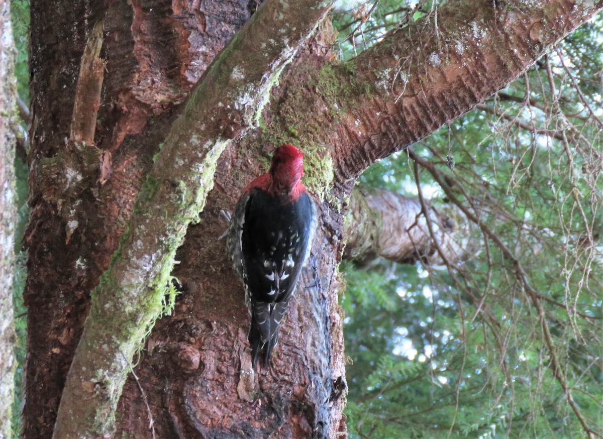 Red-breasted Sapsucker - Teresa Weismiller