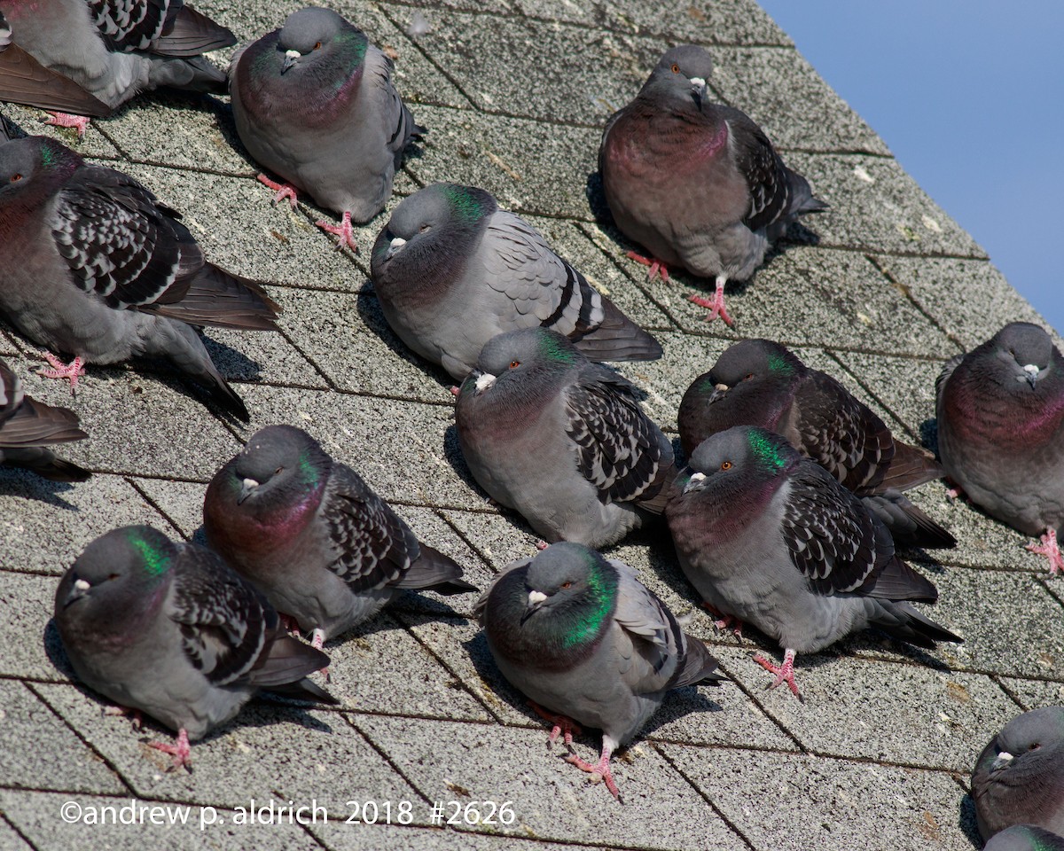 Rock Pigeon (Feral Pigeon) - ML83607311