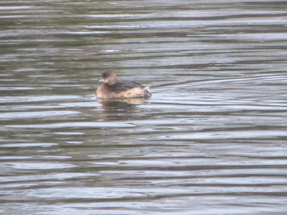 Pied-billed Grebe - Teresa Weismiller