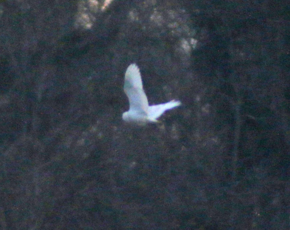 Snowy Owl - ML83607941