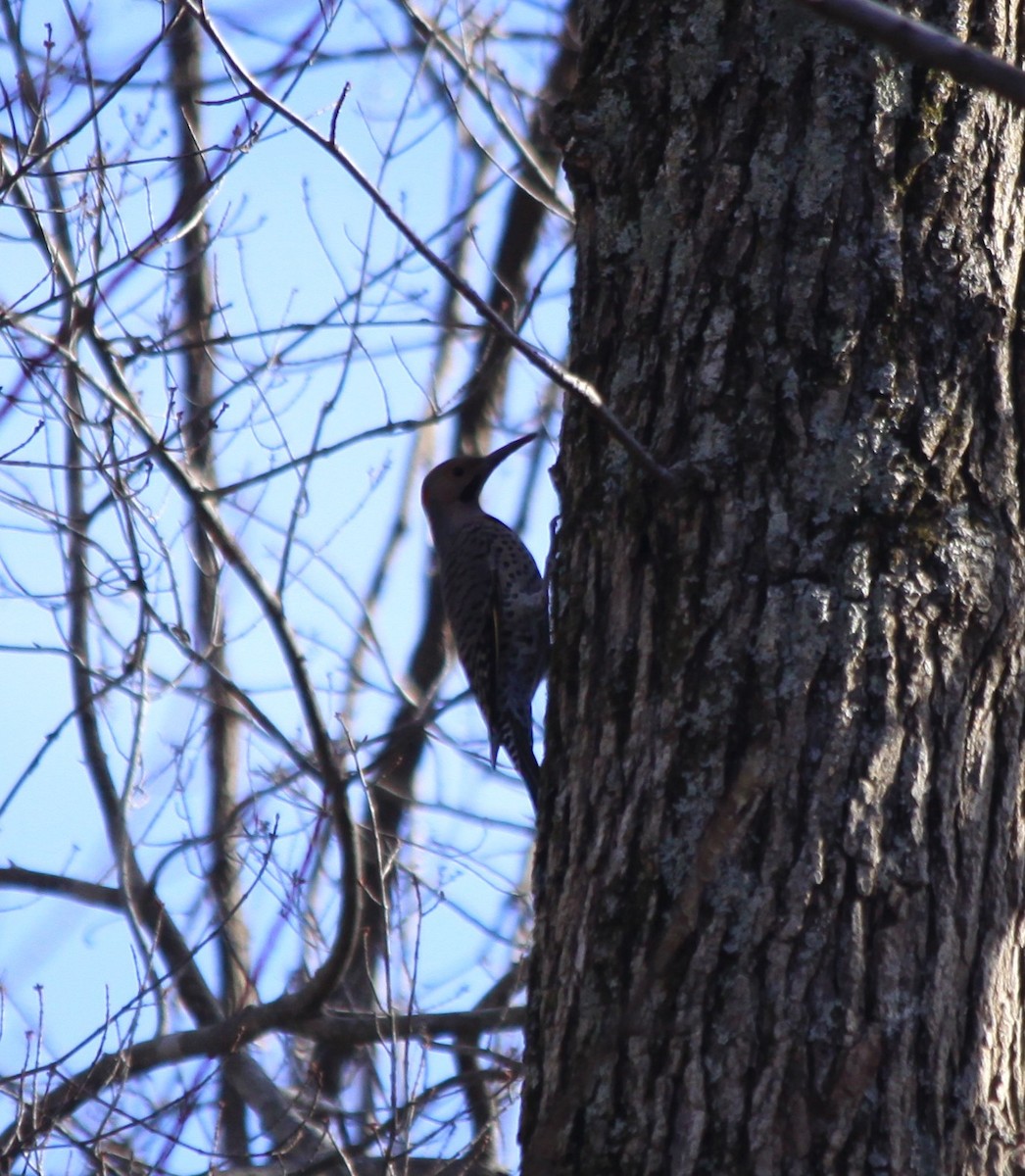 Northern Flicker - ML83607951