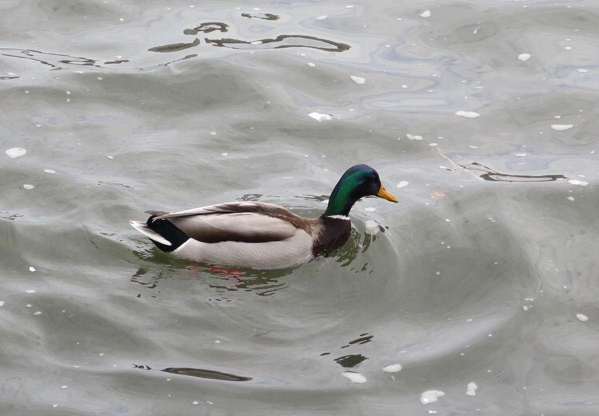 Canard colvert - ML83607991