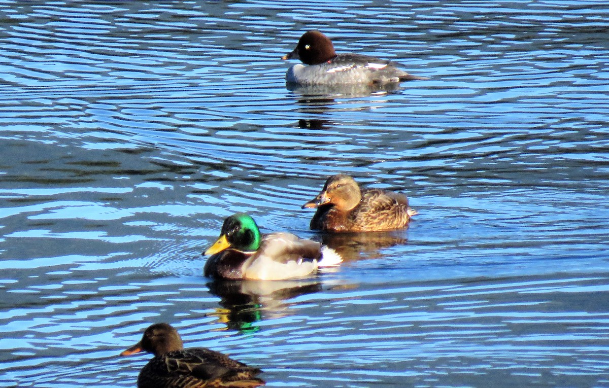 Mallard - Teresa Weismiller