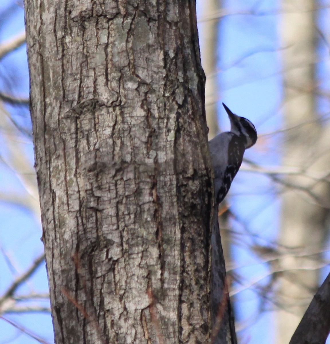 Hairy Woodpecker - ML83608691