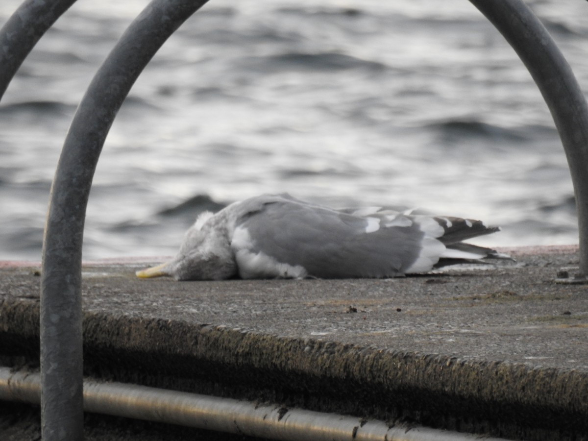 Western x Glaucous-winged Gull (hybrid) - ML83608771