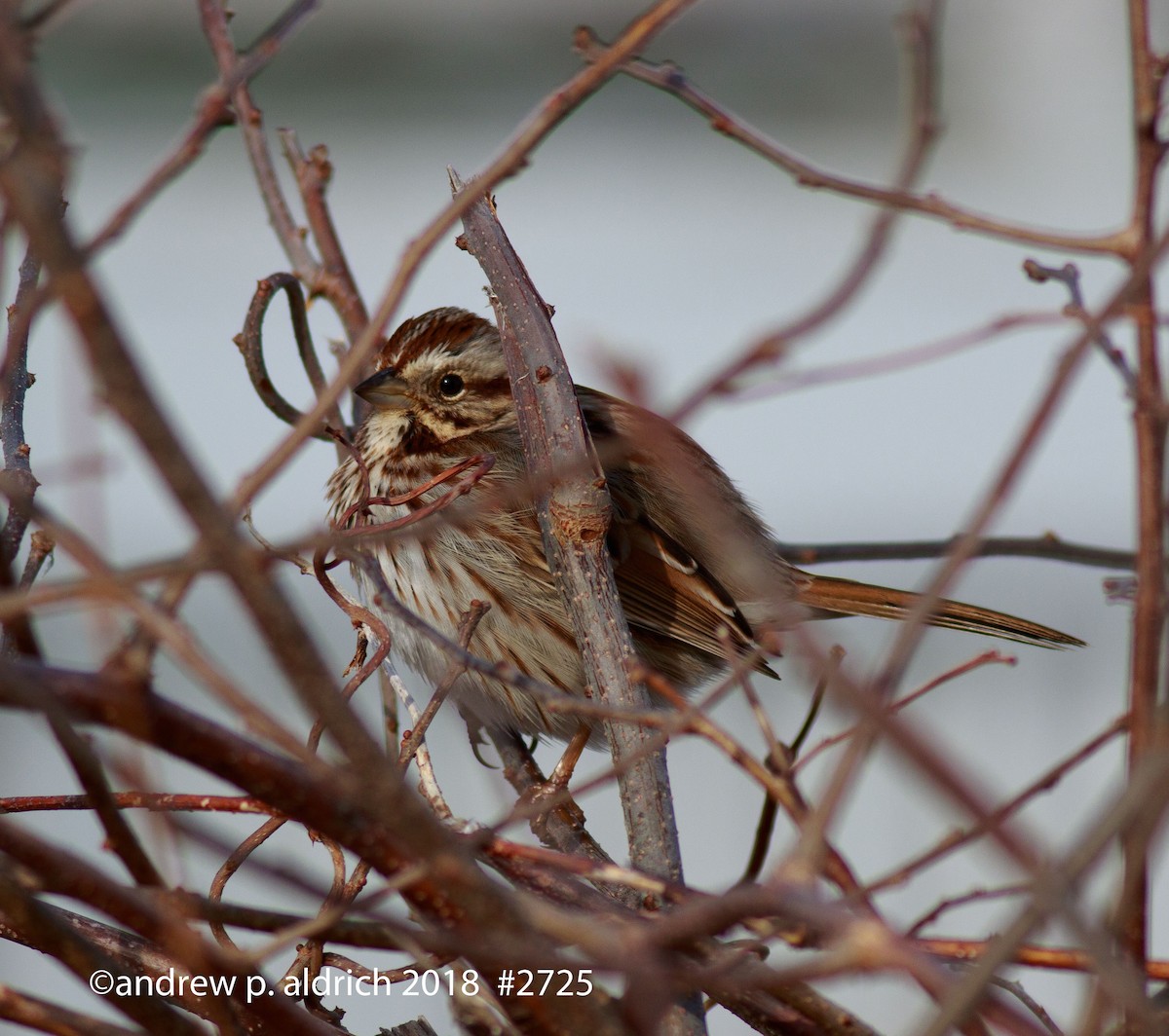 Song Sparrow - andrew aldrich