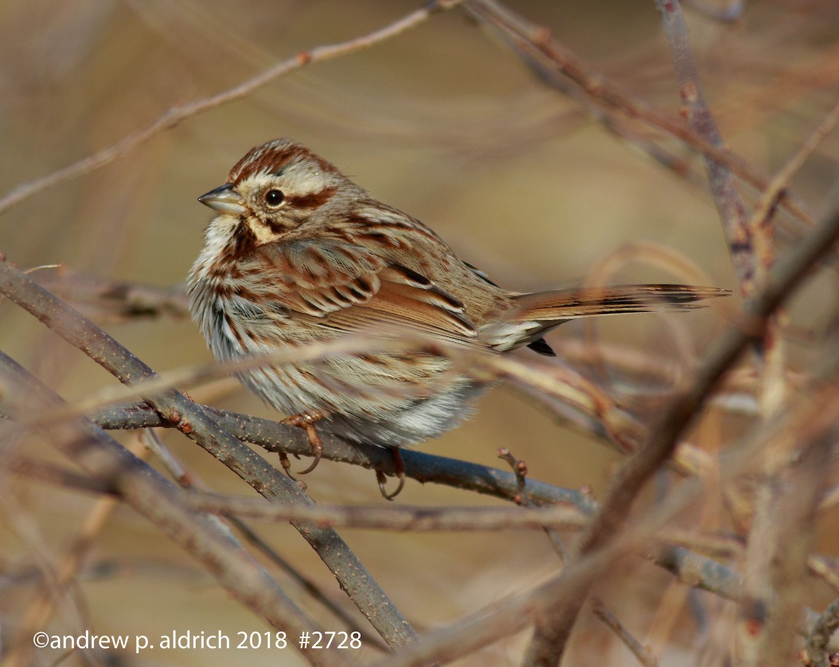 Song Sparrow - andrew aldrich