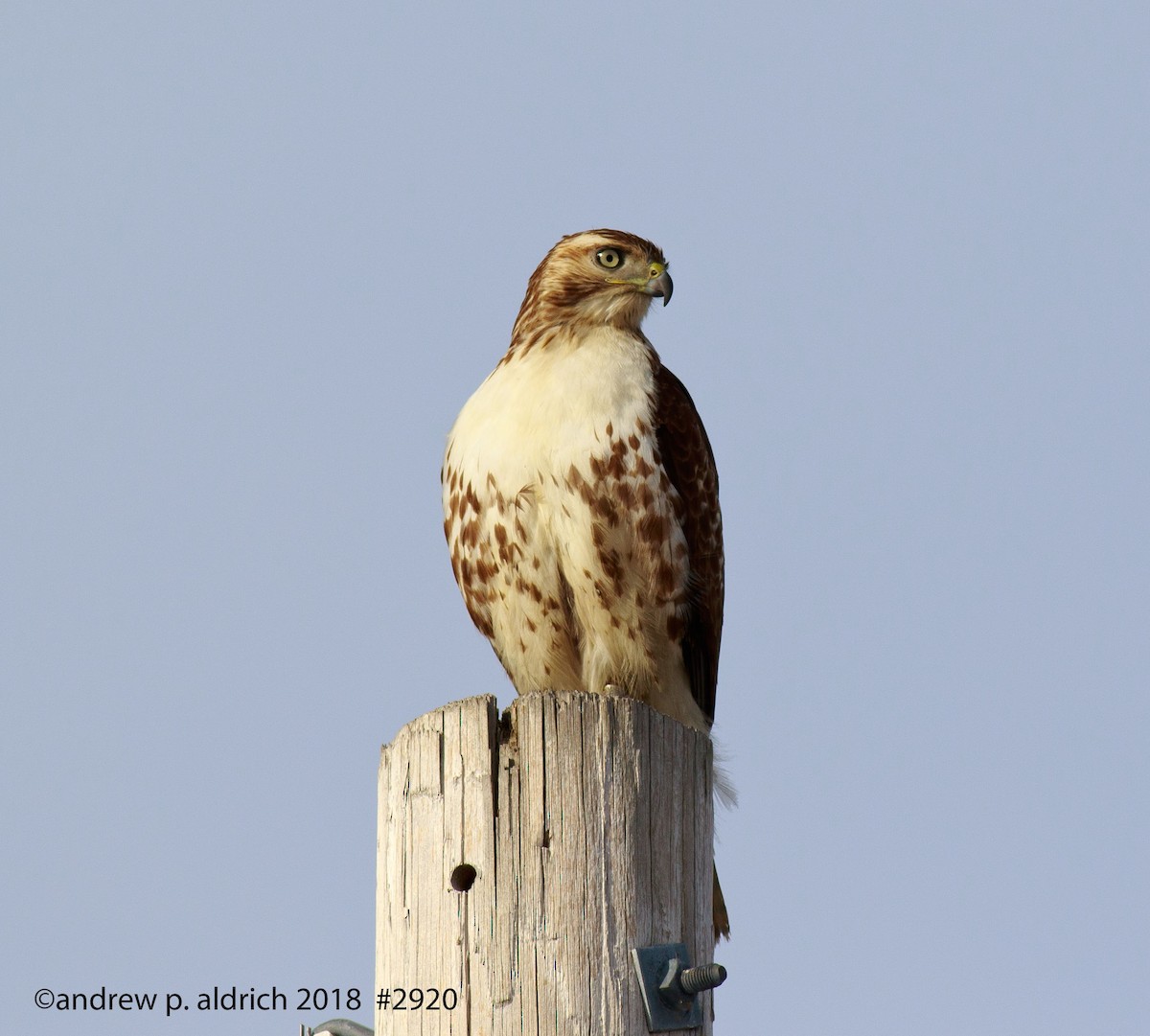 Red-tailed Hawk - ML83609971