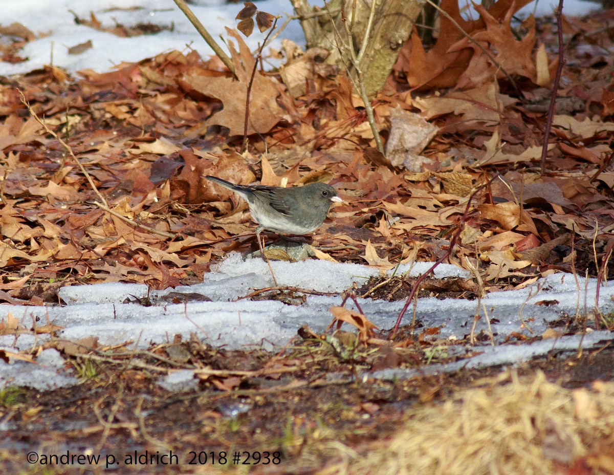 Dark-eyed Junco - ML83610141