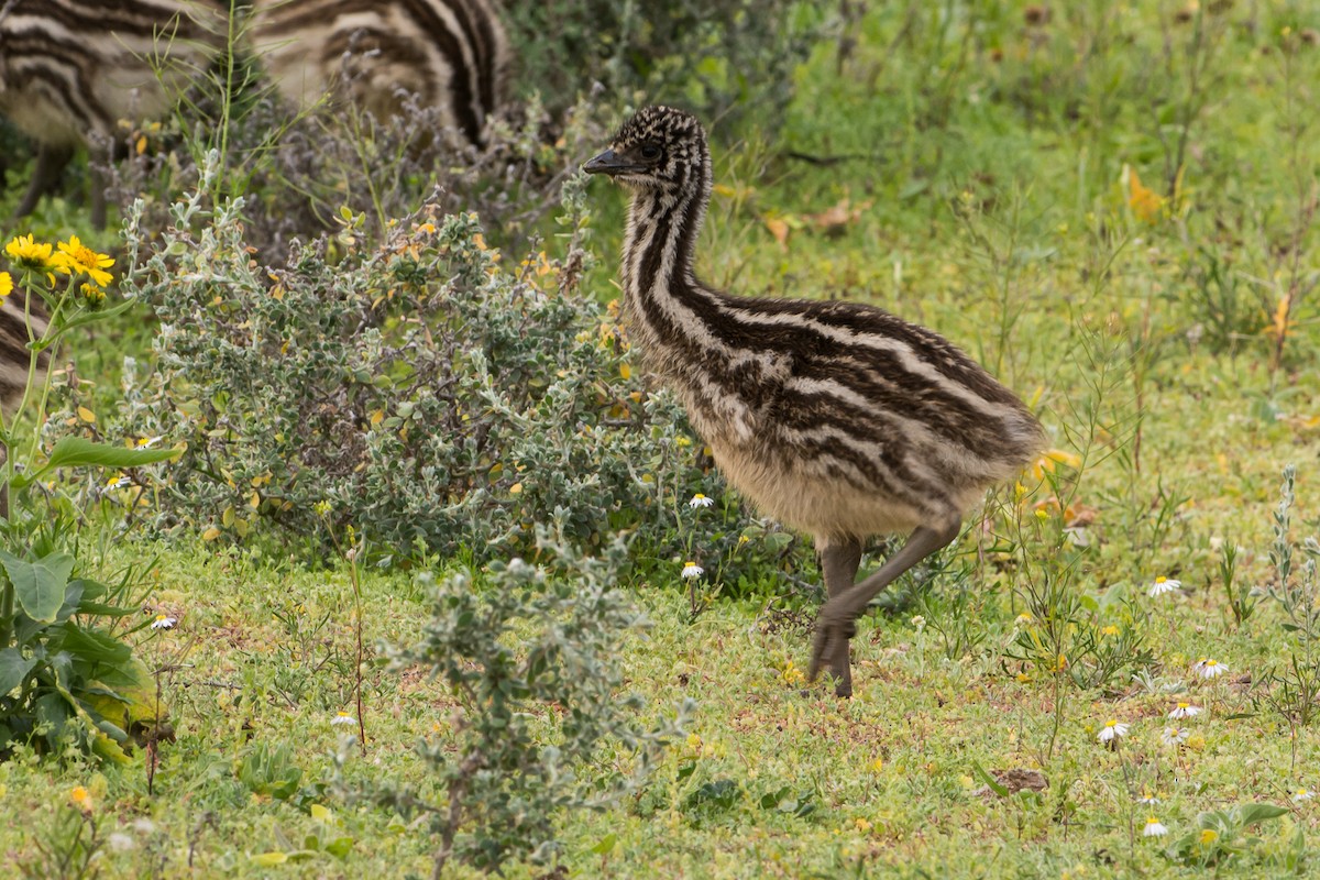 Emu - John  Van Doorn