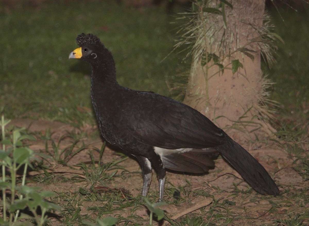 Black Curassow - Nancy Cox