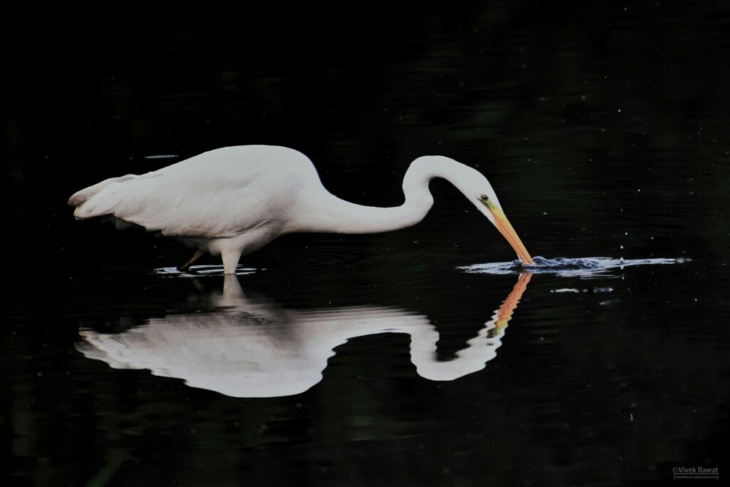 Great Egret - ML83614281