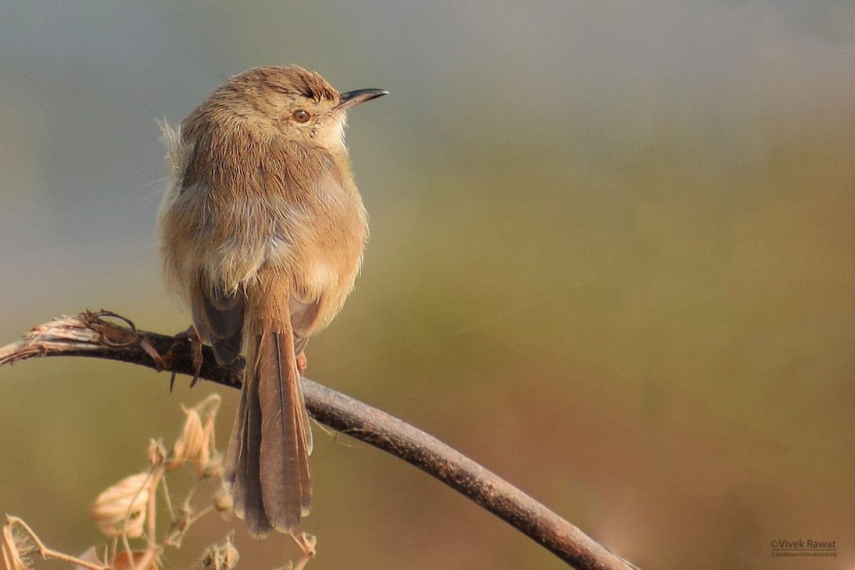 Plain Prinia - ML83614411